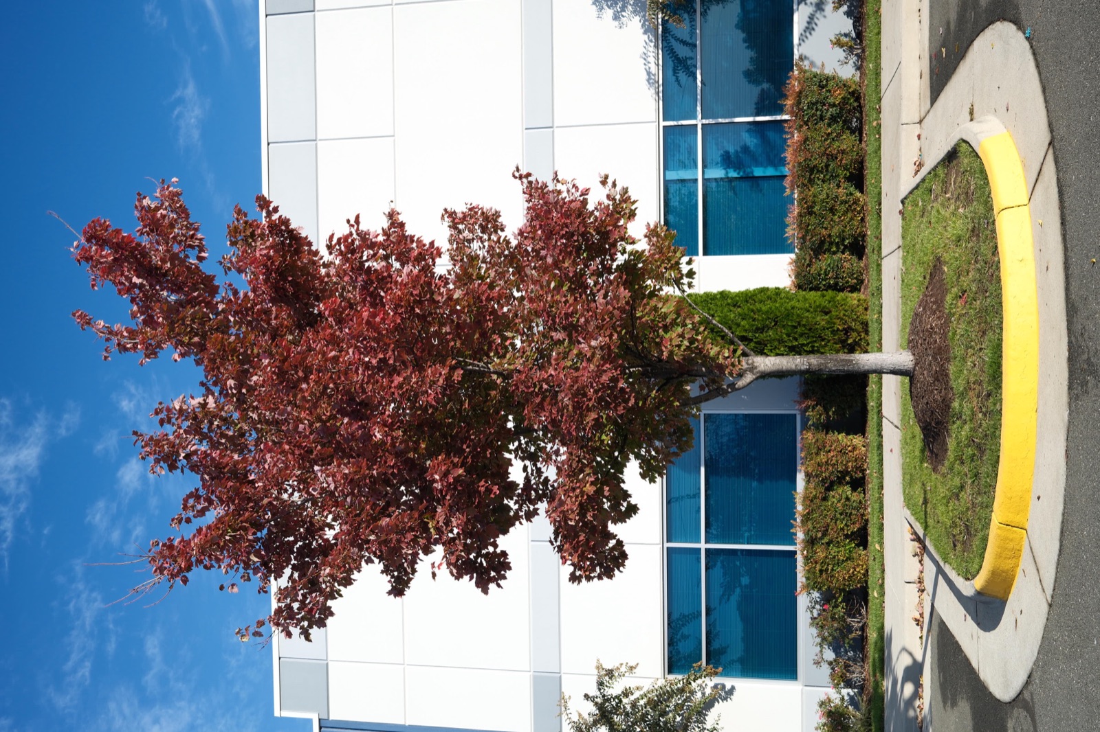 Small maple tree in deep red autumn leaf before a white office building